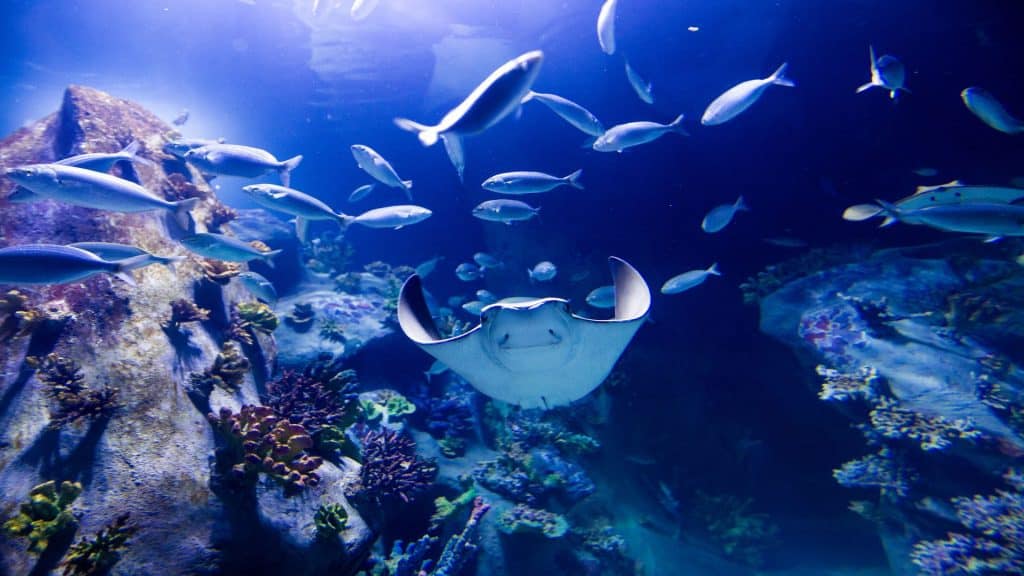 Funtastic Aquarium İzmir - İzmir’de Gezilecek Yerler Listesi