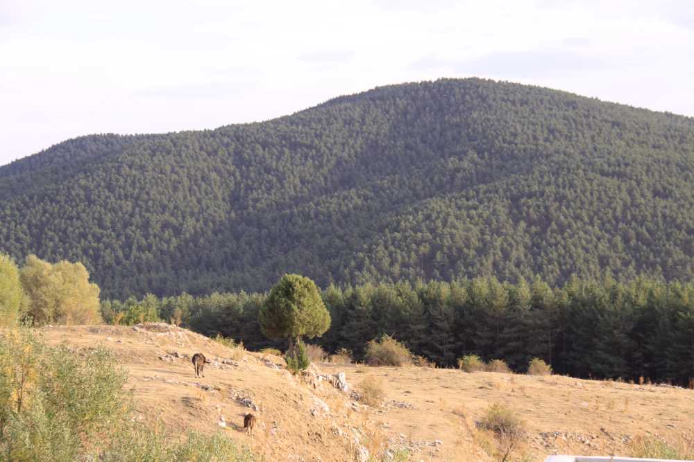 Bozok Yaylası - Yozgat'da Gezilecek Yerler Listesi - En İyi 20 Yer