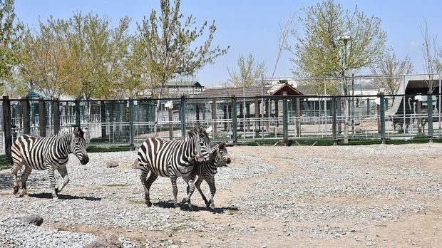 Kayseri Hayvanat Bahçesi - Kayseri’de Gezilecek Yerler Listesi