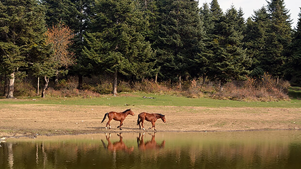 At Yaylası - Bolu Gezilecek Yerler