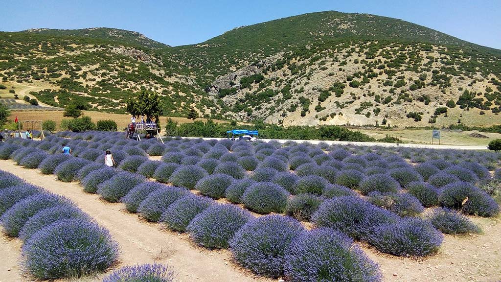 Lavanta Tarlaları - Isparta'da Gezilecek Yerler Listesi - En İyi 20 Yer