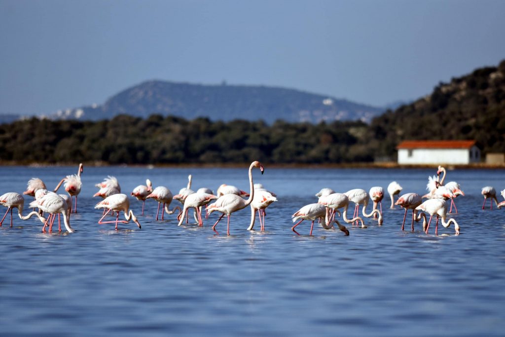 Bodrum Tuzla Kuş Cenneti - Bodrum’da Gezilecek Yerler Listesi – En İyi 40 Yer